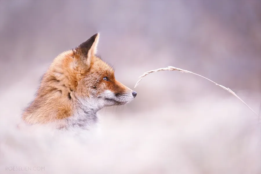 Red Fox rescue